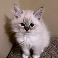 Available male ragdoll blue lynx mitted