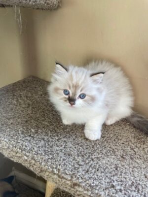 Available Ragdoll Kitten TN