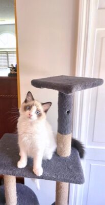 Available Ragdoll Kitten TN