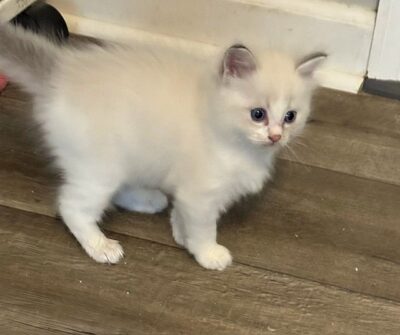 Available Ragdoll Kitten TN