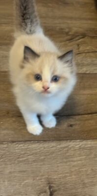 Available Ragdoll Kitten TN