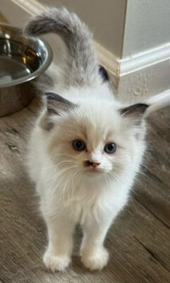 Available Ragdoll Kitten TN