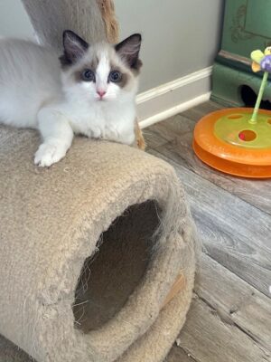 Available Ragdoll Kitten TN