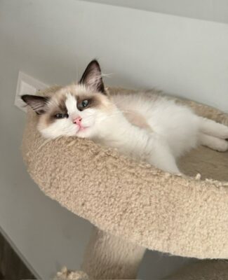 Available Ragdoll Kitten TN