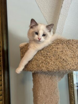 Available Ragdoll Kitten TN