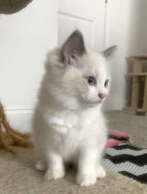 Available Ragdoll Kitten TN