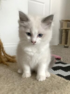 Available Ragdoll Kitten TN