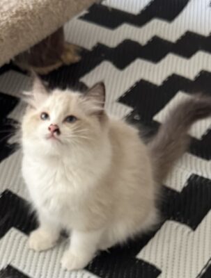 Available Ragdoll Kitten TN