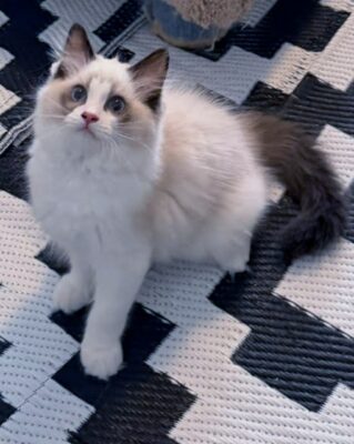 Available Ragdoll Kitten TN