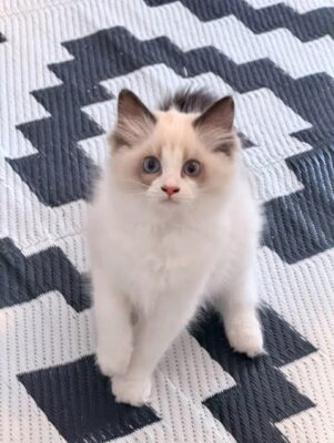 Available Ragdoll Kitten TN