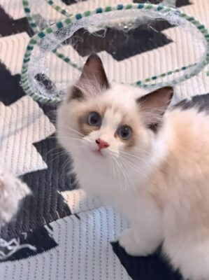 Available Ragdoll Kitten TN