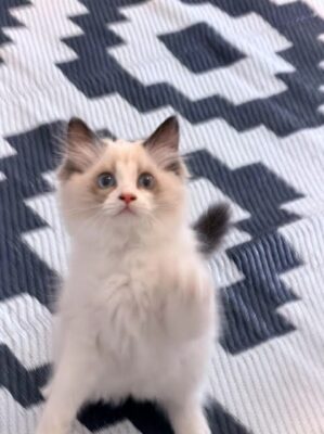 Available Ragdoll Kitten TN