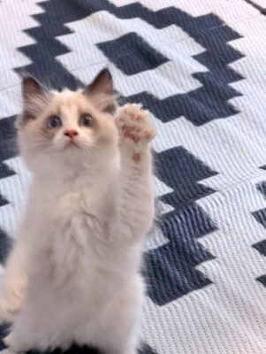 Available Ragdoll Kitten TN