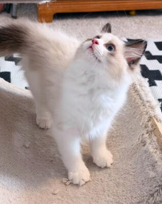 Available Ragdoll Kitten TN