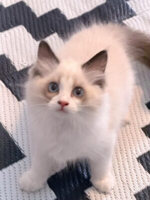 Available Ragdoll Kitten TN