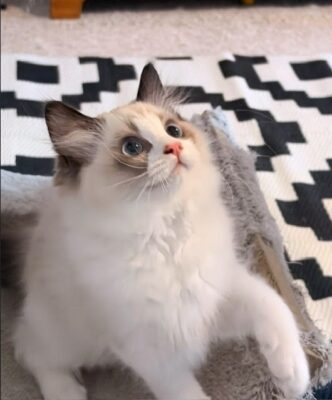 Available Ragdoll Kitten TN