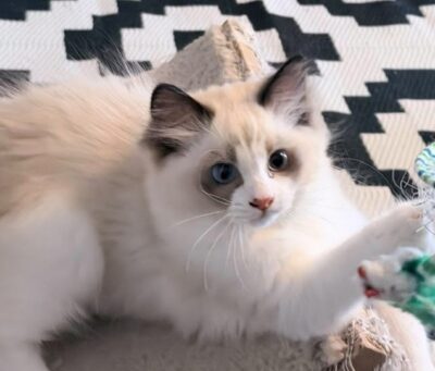 Available Ragdoll Kitten TN